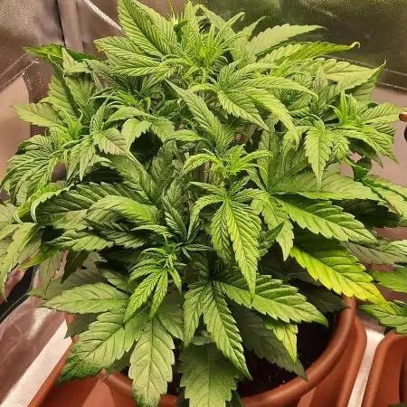 Tropicanna poison
