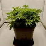 CBD Mazar - Dutch Passion