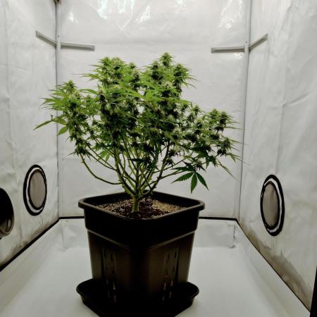 Skunk #11 - Dutch Passion