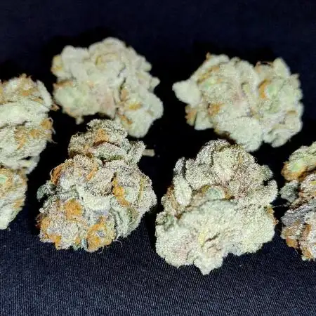 Orange Bud 2.0 - Dutch Passion