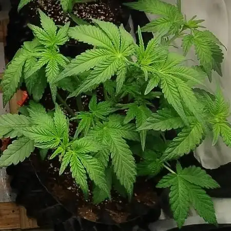 Banana Punch - Barney's Farm