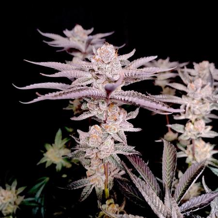 Orange Bud 2.0 - Dutch Passion