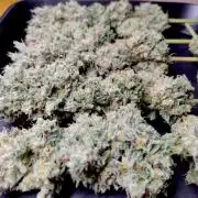 Lemon Z - Dutch Passion