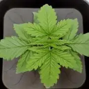 Chemdog - Greenhouse Seed Co.