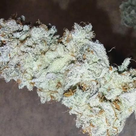 Banana Punch - Barney's Farm