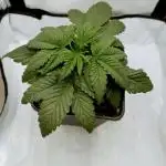 CBD Mazar - Dutch Passion