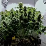 Skunk #11 - Dutch Passion