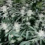 Orange Bud 2.0 - Dutch Passion