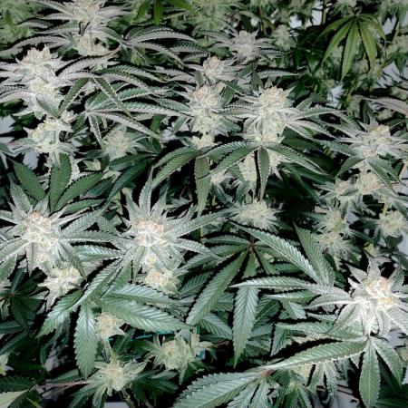 Orange Bud 2.0 - Dutch Passion