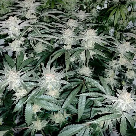Orange Bud 2.0 - Dutch Passion