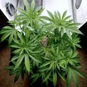 Lemon Z - Dutch Passion