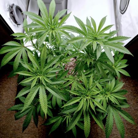 Lemon Z - Dutch Passion