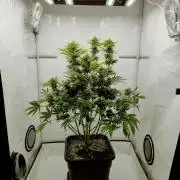 Lemon Z - Dutch Passion