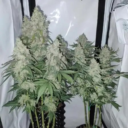 Banana Punch - Barney's Farm
