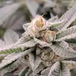 Orange Bud 2.0 - Dutch Passion