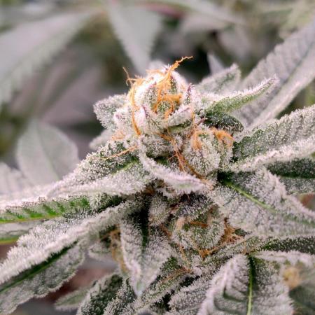Orange Bud 2.0 - Dutch Passion