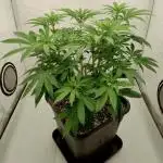 Lemon Z - Dutch Passion