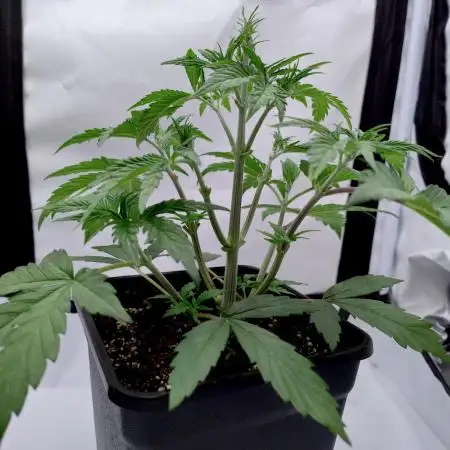 Slush Mint Cake - Dutch Passion