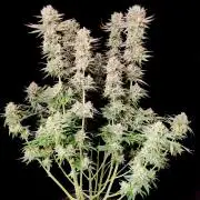 Lemon Z - Dutch Passion