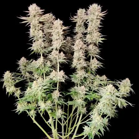 Lemon Z - Dutch Passion