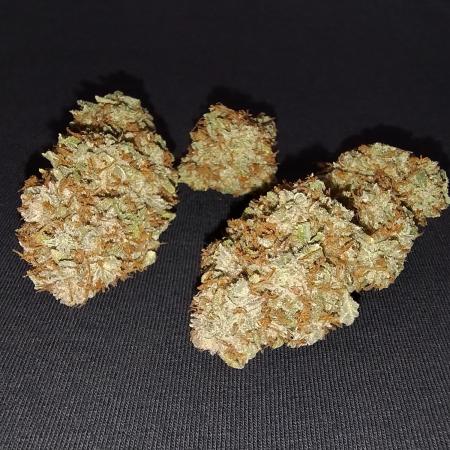 Tropical Tangie - Dutch Passion