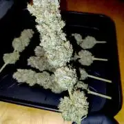 Lemon Z - Dutch Passion