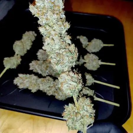 Lemon Z - Dutch Passion