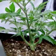 Sour Fruit Tartare F1 #8 - Dutch Passion