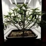 Skunk #11 - Dutch Passion