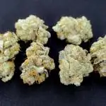 Orange Bud 2.0 - Dutch Passion