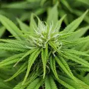 CBD Mazar - Dutch Passion