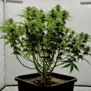 Skunk #11 - Dutch Passion