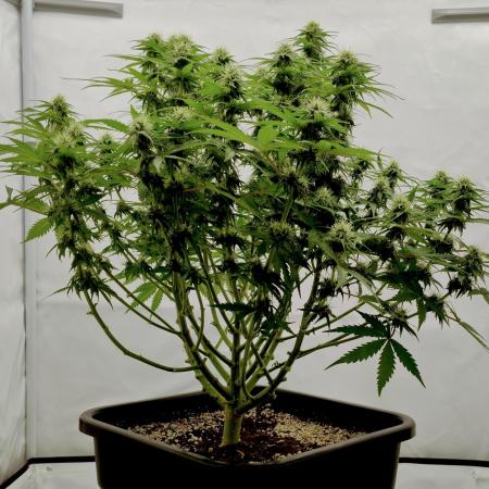 Skunk #11 - Dutch Passion