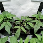 Ice Cream Cake F2 - Dutch Passion