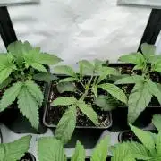 Ice Cream Cake F2 - Dutch Passion