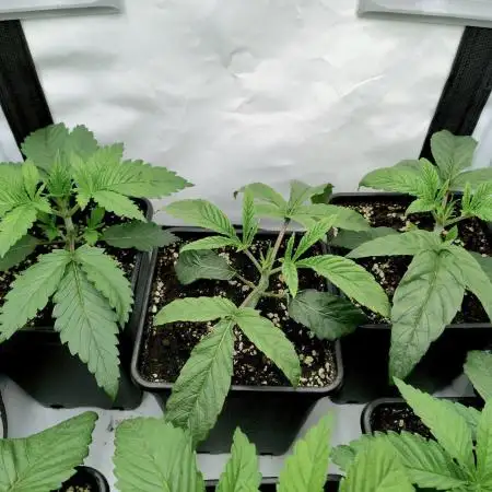 Ice Cream Cake F2 - Dutch Passion