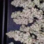 Big Berry Bliss - Sensi Breeding Grounds