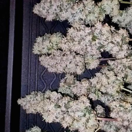 Big Berry Bliss - Sensi Breeding Grounds