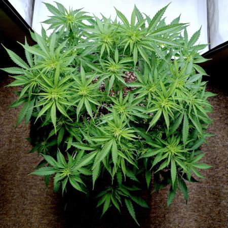 Skunk #11 - Dutch Passion