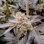 Orange Bud 2.0 - Dutch Passion