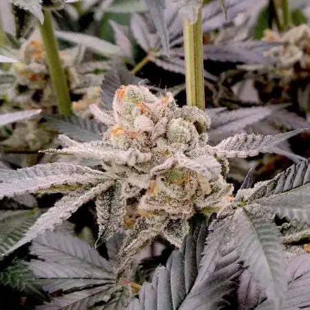 Orange Bud 2.0 - Dutch Passion