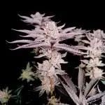 Orange Bud 2.0 - Dutch Passion