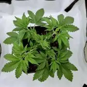 Sour Fruit Tartare F1 #8 - Dutch Passion