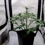 Chemdog - Greenhouse Seed Co.