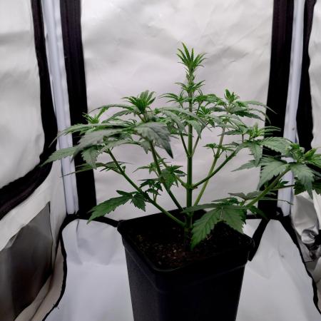 Chemdog - Greenhouse Seed Co.