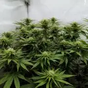 CBD Mazar - Dutch Passion