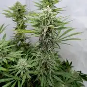 Lemon Z - Dutch Passion