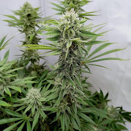 Lemon Z - Dutch Passion