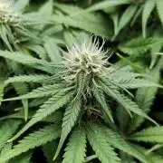 Skunk #11 - Dutch Passion