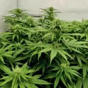 CBD Mazar - Dutch Passion